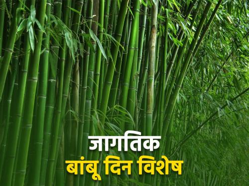 Bamboo cultivation provides financial stability to farmers | world bamboo day : बांबू लागवडीतून मिळते शेतकऱ्यांना आर्थिक स्थैर्य, तुम्ही केव्हा लागवड करताय