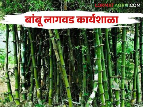 Latest News bamboo cultivation workshop will be organized at Satana see details | Bamboo Workshop : बांबू शेतीची संपूर्ण माहिती मिळणार, सटाणा येथे बांबू लागवड कार्यशाळेचे आयोजन