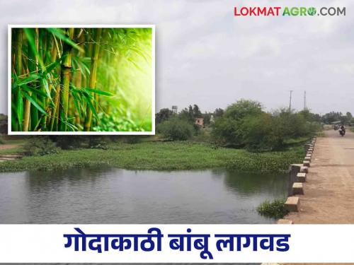 latest news agriculture news bamboo will be planted along Godavari river in nashik district see details | Agriculture News : पुराचा धोका टाळण्यासाठी, नदीच्या संरक्षणासाठी, गोदावरी नदीकाठी होणार बांबू लागवड!