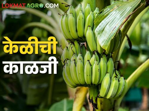 How to take care of banana orchard in summer, read these simple solutions | उन्हाळ्यात केळी बागेला कशी सांभाळाल, वाचा हे सोपे उपाय
