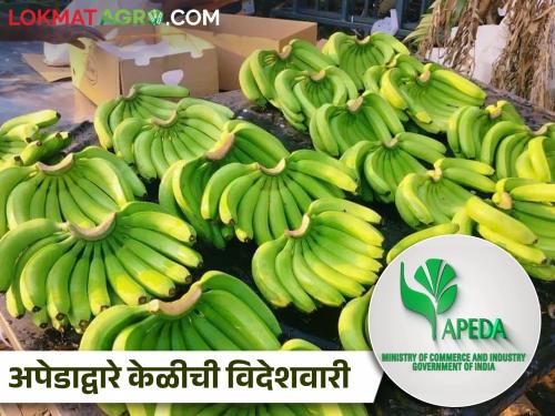 Latest News Export of twenty tons of bananas to Russia by sea through Apeda | अपेडाद्वारे केळीची विदेशवारी, समुद्रमार्गे रशियाला वीस टन केळीची निर्यात 