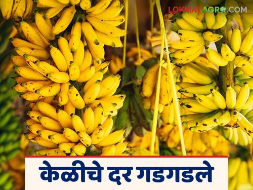 Banana prices plummet as harvest begins; Producers in crisis | काढणीला प्रारंभ होताच केळीचे दर गडगडले; उत्पादक शेतकरी संकटात
