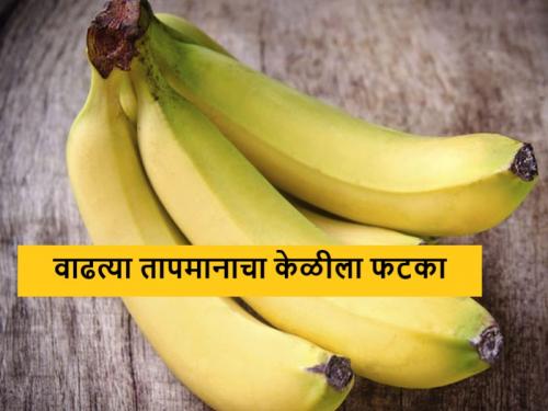 Latest News Effect of rising temperature on banana crop in jalgaon district | वाढते तापमान केळी पिकाला मारक, पाणी कमी मिळाल्याने बागांवर परिणाम 