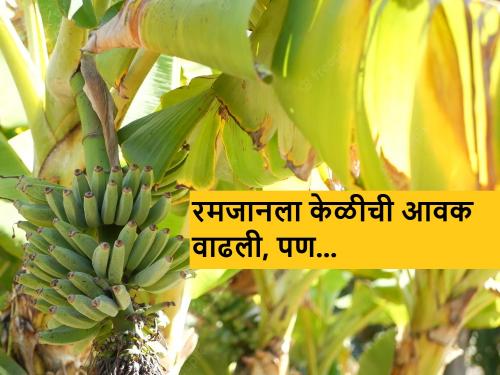 Latest News Due to Ramadan, arrival of bananas increased see banana market prices | रमजानमुळे केळीच्या आवक वाढली, मात्र निर्यात मंदावली, भाव काय मिळतोय?