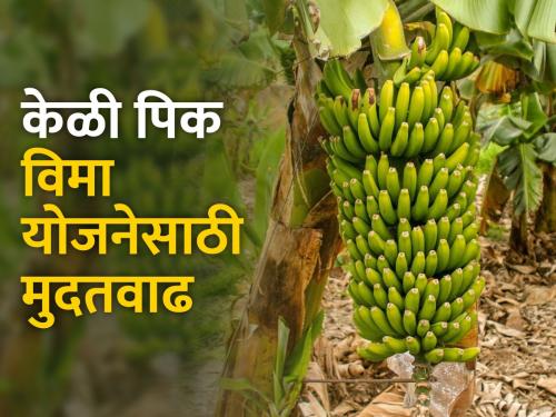 Extension of time for participation in Banana Crop Insurance Scheme | केळी पिक विमा योजनेत सहभाग घेण्यासाठी मुदत वाढ