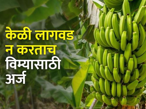 fraud crop insurance of bananas; 10 crore seized | केळीचा बोगस पीक विमा; १० कोटी रुपये जप्त