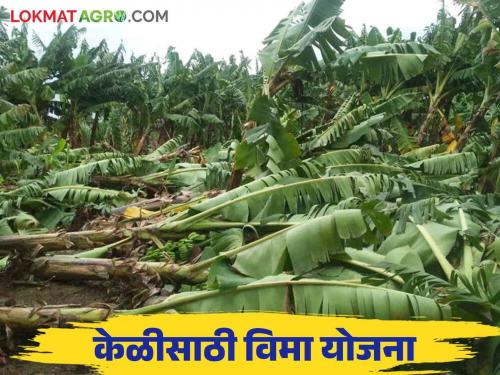 Keli Pik Vima 2024 : How to get compensation in plan for banana crop, read in detail | Keli Pik Vima 2024 : केळी पिकासाठी विमा योजनेत कशी मिळते नुकसान भरपाई वाचा सविस्तर