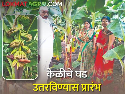 Start unloading bunches of bananas by filling the pit with coconut | खणा-नारळाची ओटी भरली, पण केळीच्या घडांची, काय आहे प्रथा?