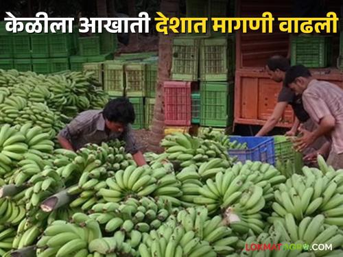 Latest News agriculture News Banana export increased in foreign countries from dhule district | Banana Export : आखाती देशांत केळीची निर्यात वाढली, योग्य व्यवस्थापनातून चांगला मोबदला 