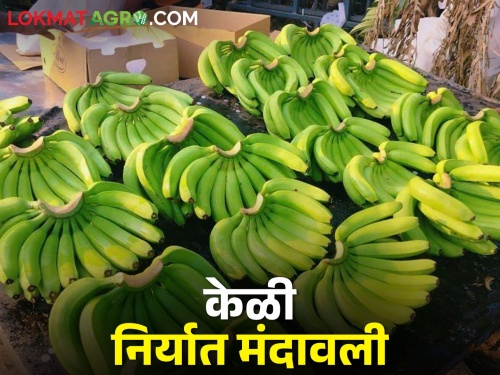 What caused the sudden drop in exportable banana prices? How is the market price? | निर्यातक्षम केळी दरात अचानक घसरण कशामुळे? कसा मिळतोय बाजारभाव