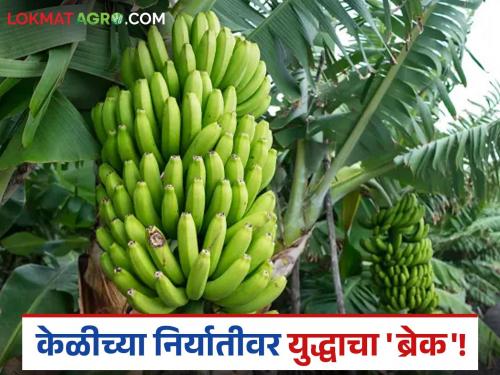 latest news Banana Export: The storm has passed, but the war on bananas remains! Read in detail | Banana Export : वादळ ओसरलं; पण युद्धाची झळ केळीवर कायम! वाचा सविस्तर
