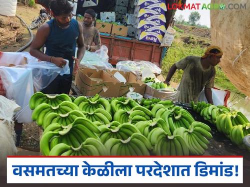 latest news Banana Export: Vasmat's bananas are in demand abroad; Record prices from Iraq Read in detail | Banana Export : वसमतच्या केळीला परदेशात डिमांड; इराककडून विक्रमी दर वाचा सविस्तर