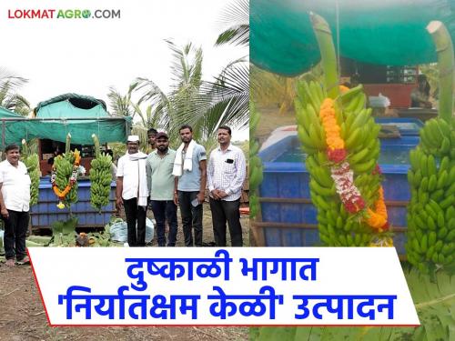Successful experiment in banana cultivation in non irrigated areas of Baramati; Export to Iran in the first attempt | बारामतीच्या जिरायती भागात केळी लागवडीचा यशस्वी प्रयोग; पहिल्याच प्रयत्नात इराणला निर्यात