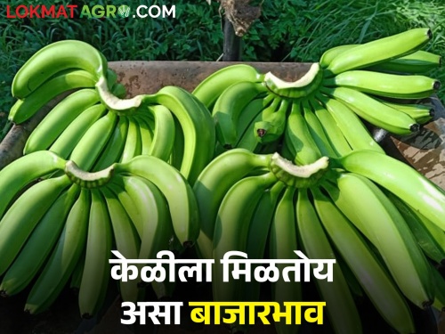 Due to the arrival of other state banana in the market, the price of bananas fall down; How is Bajrabhav going? | परराज्यातील माल बाजारात आल्याने केळीचा भाव उतरला; कसा सुरु आहे बाजरभाव