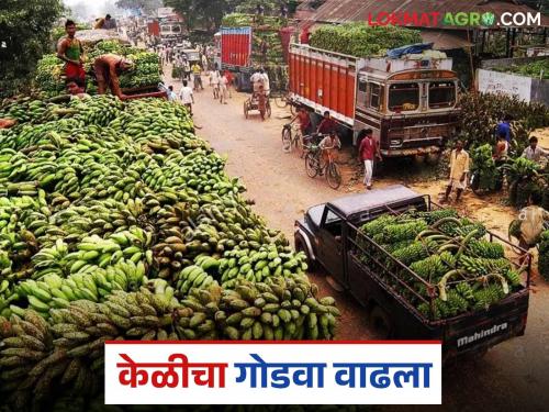 latest news Banana Export: Banana sweetness increased; Price doubled after ceasefire Read in detail | Banana Export : केळीचा गोडवा वाढला; युद्धविरामानंतर दरात दुपटीने वाढ वाचा सविस्तर