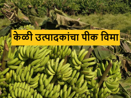 Latest News Banana Farmer crop insurance denied to banana farmers in Jalgaon district Know in detail  | Banana Farmer : जळगाव जिल्ह्यातील केळी उत्पादकांचा पीक विमा का नाकारला? जाणून घ्या सविस्तर 