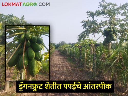Intercropping of papaya in dragon fruit farming, but disappointment at the farmer's level! | ड्रॅगनफ्रुट शेतीत पपईचे आंतरपीक, पण शेतकऱ्याच्या पदरी निराशाच! 
