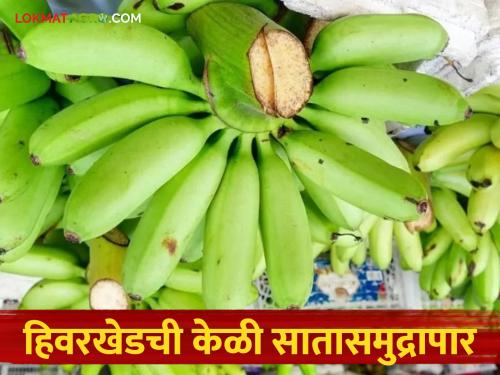 Banana Farming: A model of modern agriculture even in the face of climate change; Export of quality bananas read in details | Banana Farming : हवामान बदलातही आधुनिक शेतीचा आदर्श; दर्जेदार केळीची निर्यात वाचा सविस्तर