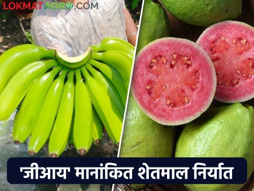 Bananas and guavas from Baramati went overseas; Apeda's initiative to provide market access | बारामतीची केळी आणि पेरू निघाले सातासमुद्रापार; बाजारपेठ उपलब्ध करण्यासाठी अपेडाचा पुढाकार