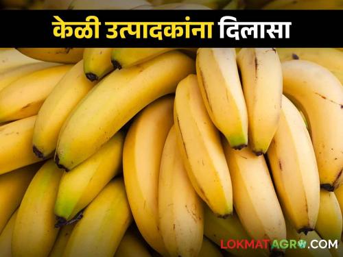 Latest News Compensation to heat damaged banana growers see list of mahsul mandal | Banana Farmers : केळी उत्पादकांचे उष्णतेमुळे नुकसान, 'या' महसूल मंडळांना मिळणार भरपाई 