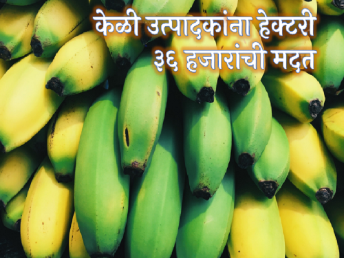 Compensation of Rs 36 thousand per hectare to banana producers of Jalgaon district | जळगाव जिल्ह्यातील केळी उत्पादकांना हेक्टरी ३६ हजारांची भरपाई