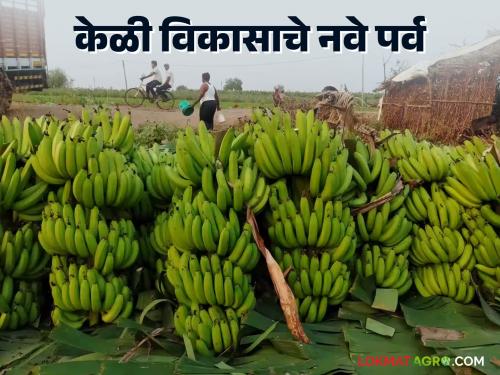 Latest News Jalgaon's famous bananas now exports and cold storage should improve | जळगावच्या केळीने नंदनवन फुलवले, आता निर्यात अन् कोल्ड स्टोरेज चांगलं व्हायला हवं