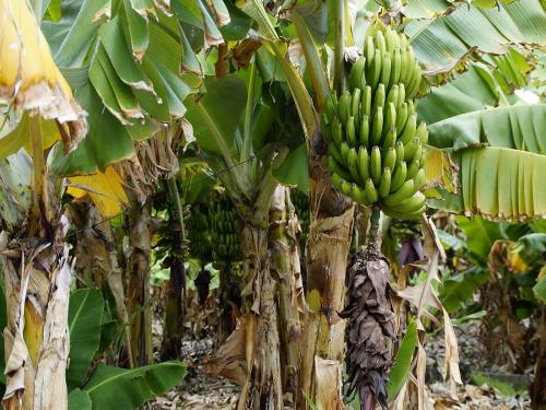 50 crore provision for Banana Corporation | केळी महामंडळासाठी ५० कोटी रुपयांची तरतूद