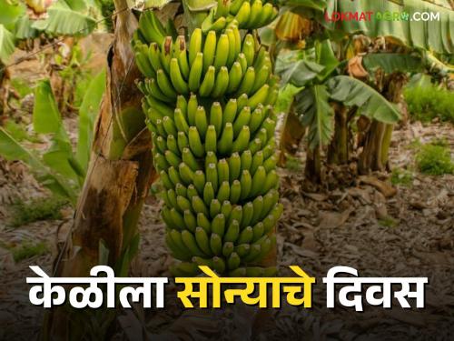 Due to the increasing demand for bananas in the Gulf countries, the banana area in the sugarcane belt is increasing | आखाती देशातील केळीच्या वाढत्या मागणीमुळे उसाच्या पट्टयात वाढतेय केळीचं क्षेत्र