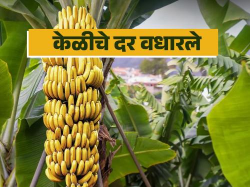 Banana prices, which had fallen to 700, now increased; Read what rates are currently available | केळीचे ७०० पर्यंत घसरलेले दर आता वधारले; वाचा काय मिळतोय सध्या दर