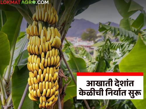 Banana sweetness has increased as exports to Gulf countries begin; prices hit record high | आखाती देशांत केळीची निर्यात सुरू झाल्याने वाढला केळीचा गोडवा; दरात उच्चांक
