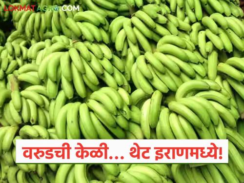 latest news Banana Market: With the support of technology, the power of hard work; Bananas from Varud directly entered the Iranian market. Read in detail | Banana Market: तंत्रज्ञानाची साथ, मेहनतीची ताकद; वरुडच्या केळी थेट इराणच्या बाजारात दाखल वाचा सविस्तर