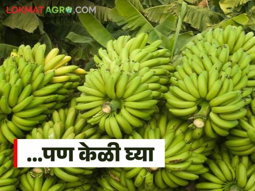 latest news Banana Market: Read in detail the impact of heavy rain on banana prices | Banana Market : अतिवृष्टीचा केळीच्या दरात काय झालाय परिणाम ते वाचा सविस्तर