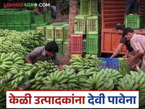 latest news Navratri Banana Market: Banana growers do not get any benefits; Disappointment due to low prices even during Navratri read in details | Navratri Banana Market : केळी उत्पादकांना देवी पावेना; नवरात्रातही कवडीमोल भावाने पदरी निराशा वाचा सविस्तर