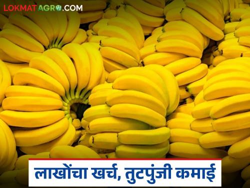 latest news Banana Market: The market gave a shock to banana producers; After spending lakhs, they got income of only thousands. Read in detail | Banana Market : केळी उत्पादकांना बाजाराने दिला धक्का; लाखो खर्च करून मिळाले फक्त हजारांत उत्पन्न वाचा सविस्तर