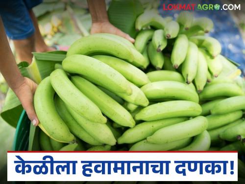latest news Banana Market: Weather has hit bananas; Read in detail the prices being offered in the market | Banana Market : हवामानाचा केळीला बसला दणका; बाजारात असा मिळतोय दर वाचा सविस्तर