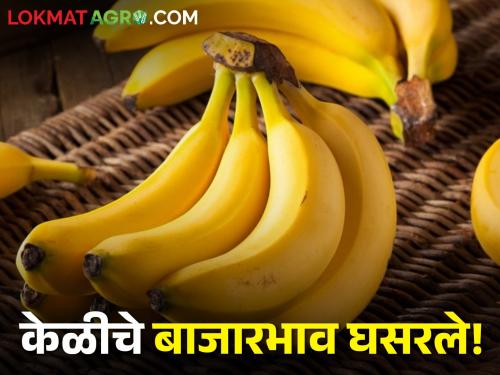 Latest News price of banana fell during Mahashivratri and Ramadan month only | ऐन सणासुदीत बाजारभाव घसरले, केळी उत्पादक शेतकरी अडचणीत, म्हणाले... 