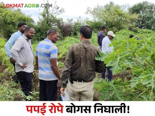 Latest news Bogus Banana seed issue 200 plants turned male in papaya farm of newasa farmer | Banana Seed : पपई लागवडीनंतर 200 नर रोपे आढळली, कंपनी म्हणते.... काय आहे संपूर्ण प्रकरण?