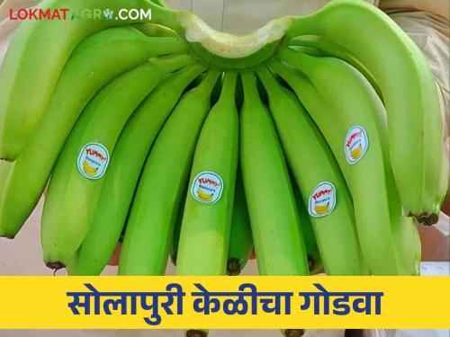 Banana Export : Daily export of five hundred tons of bananas in Arab countries, turnover of 3 thousand crores | Banana Export : अरब देशात रोज पाचशे टन केळीची निर्यात ३ हजार कोटींची उलाढाल