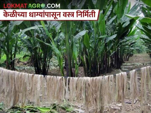 banana fibres are being used in textile industry | केळी उत्पादक शेतकऱ्यांसाठी आनंदाची बातमी; फॅशन जगतात केळीचा असाही उपयोग