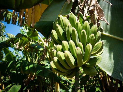 Banana Development Corporation will be established in the state soon | लवकरच राज्यात केळी विकास महामंडळ स्थापन होणार