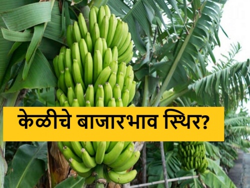 Latest News Banana Market: Increase in container fare for banana export, todays market price | Banana Market : केळी निर्यातीसाठी कंटेनरची भाडे वाढ, आजचे बाजारभाव कसे? वाचा सविस्तर