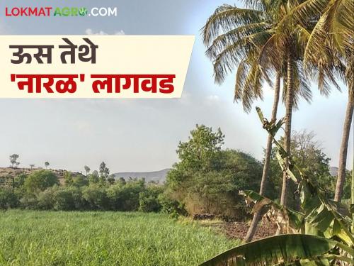 Now plant coconut trees on sugarcane fields bund; get double benefit from subsidy and income | आता उसाच्या बांधावर लावा नारळाची झाडे; अनुदान अन् उत्पन्नातून मिळणार दुहेरी फायदा