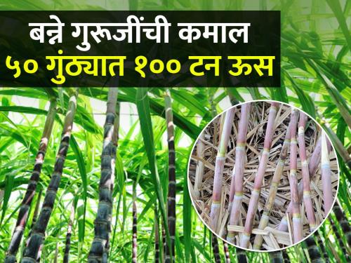 Banne Guruji made 100 tons of sugarcane in 50 gunta; Earned three lakhs | बन्ने गुरूजींनी ५० गुंठ्यात केला १०० टन ऊस; कमावले तीन लाख