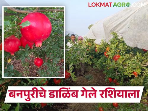 Deepak Deshmukh from Banpuri in Atpadi taluka Pomegranate export to Russia | आटपाडीच्या बनपुरीतील दीपक देशमुख यांच्या डाळिंबाची रशियावारी; जिल्ह्यातून पहिल्यांदाच रशियात डाळिंब निर्यात
