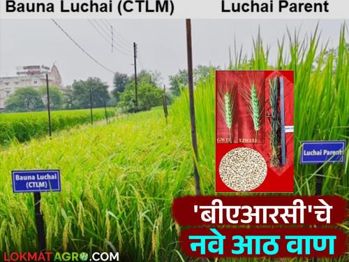 Eight new varieties of wheat, rice and oilseeds were developed by the Bhabha Atomic Research Center in Mumbai | मुंबईच्या भाभा अणुसंशोधन केंद्राकडून गहू, भात आणि तेलबियांच्या या आठ नवीन जाती विकसित