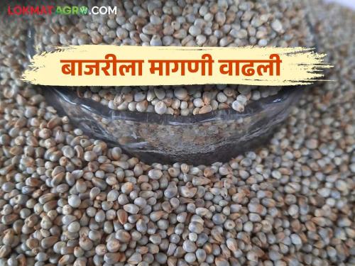 Bajari Bajar Bhav: Demand for pearl millet increased as cold weather increased how much price per quintal received in Baramati Bazaar Committee | Bajari Bajar Bhav : थंडी वाढल्याने बाजरीची मागणी वाढली; बारामती बाजार समितीत क्विंटलला मिळतोय असा दर