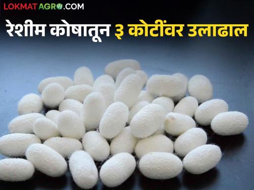 'This' market is coming to fame for selling silkworm cocoons; turnover reaches Rs 3.45 crore in 4 months | रेशीम कोष विक्रीसाठी 'हे' मार्केट येतंय नावारूपाला; ४ महिन्यांत तब्बल ३ कोटी ४५ लाखांवर उलाढाल