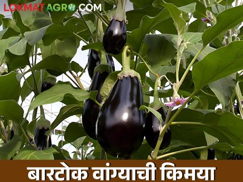 Bartok brinjal farm of Shinde husband and wife | शिंदे नवरा बायकोची बारटोक वांग्याची शेती