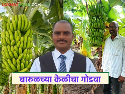 latest news Farmer Success Story: Breaking tradition and moving towards modernity: Itakapalle brothers' successful banana experiment | Farmer Success Story : परंपरा मोडून आधुनिकतेकडे: इटकापल्ले बंधूंचा यशस्वी केळीचा प्रयोग