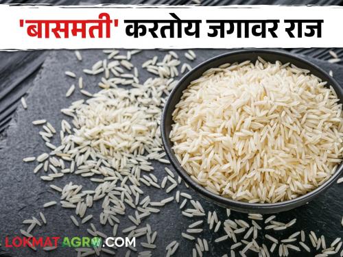 Basmati Rice sets a record, earns so many crores from exports | Basmati Rice बासमती तांदळाने केला विक्रम, निर्यातीतून कमवले इतके कोटी